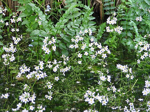 Water violet: Hottonia palustris, Mönchsbruch, Germany