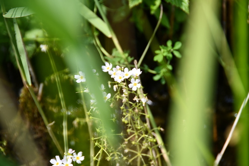 Water violet (Hottonia palustris)