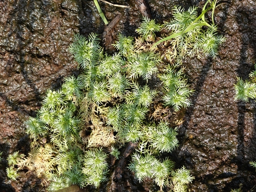 Water violet (Hottonia palustris)