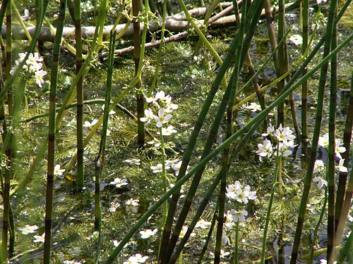 Water violet: Hottonia palustris and Equisetum hyemale