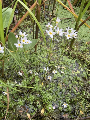 Water violet (Hottonia palustris)