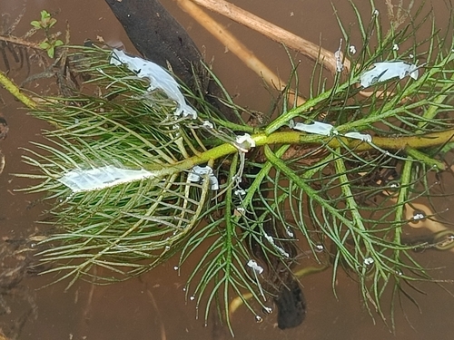 Water violet (Hottonia palustris)