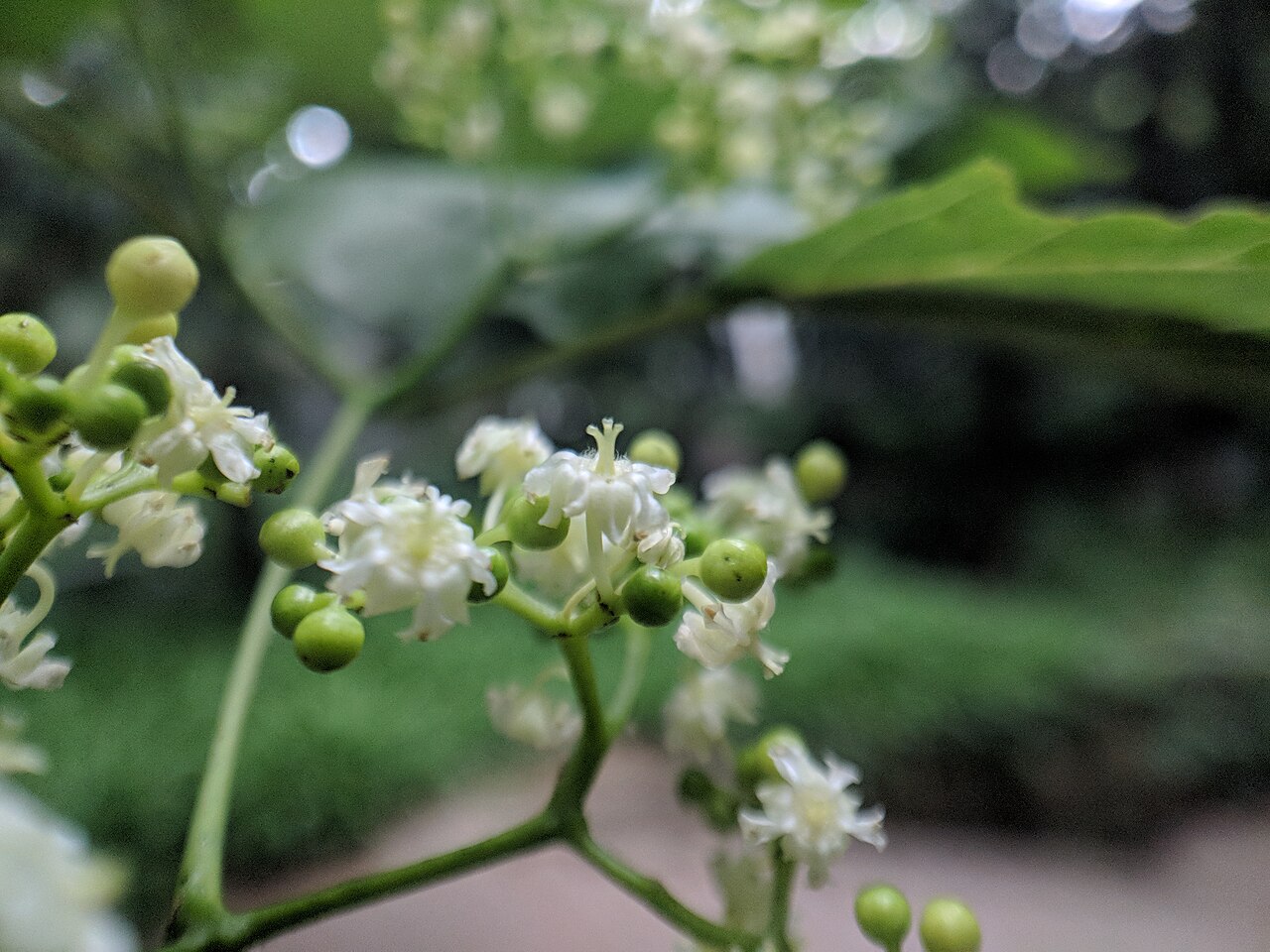 Chinese raisin tree: Hovenia acerba , photographed in Central China Normal University, Wuhan, Hubei Province, China