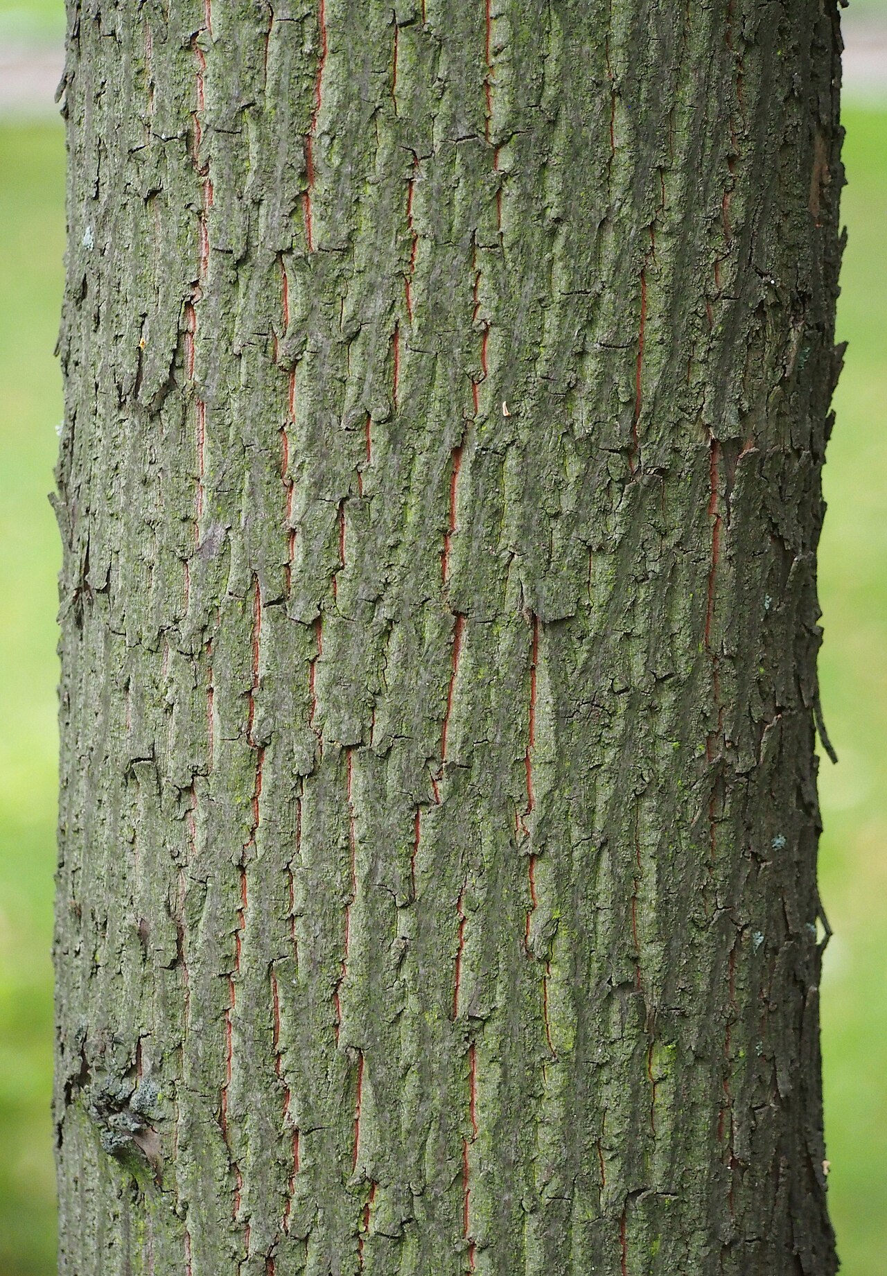 Chinese raisin tree: Hovenia acerba bark, a tree cultivated in Wrocław University Botanical Garden, Wrocław, Poland.
