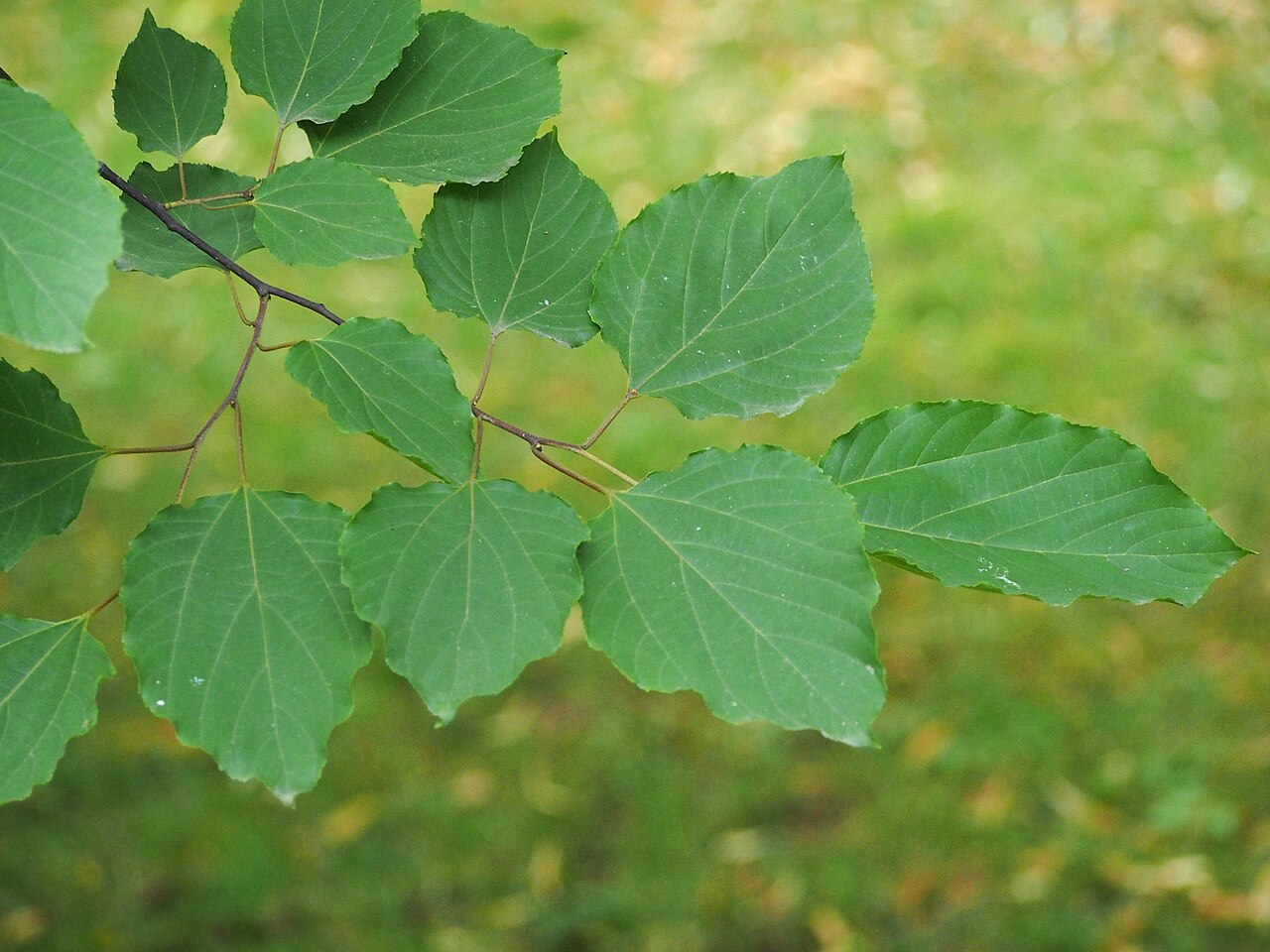 Chinese raisin tree: Hovenia acerba leaves, a tree cultivated in Wrocław University Botanical Garden, Wrocław, Poland.