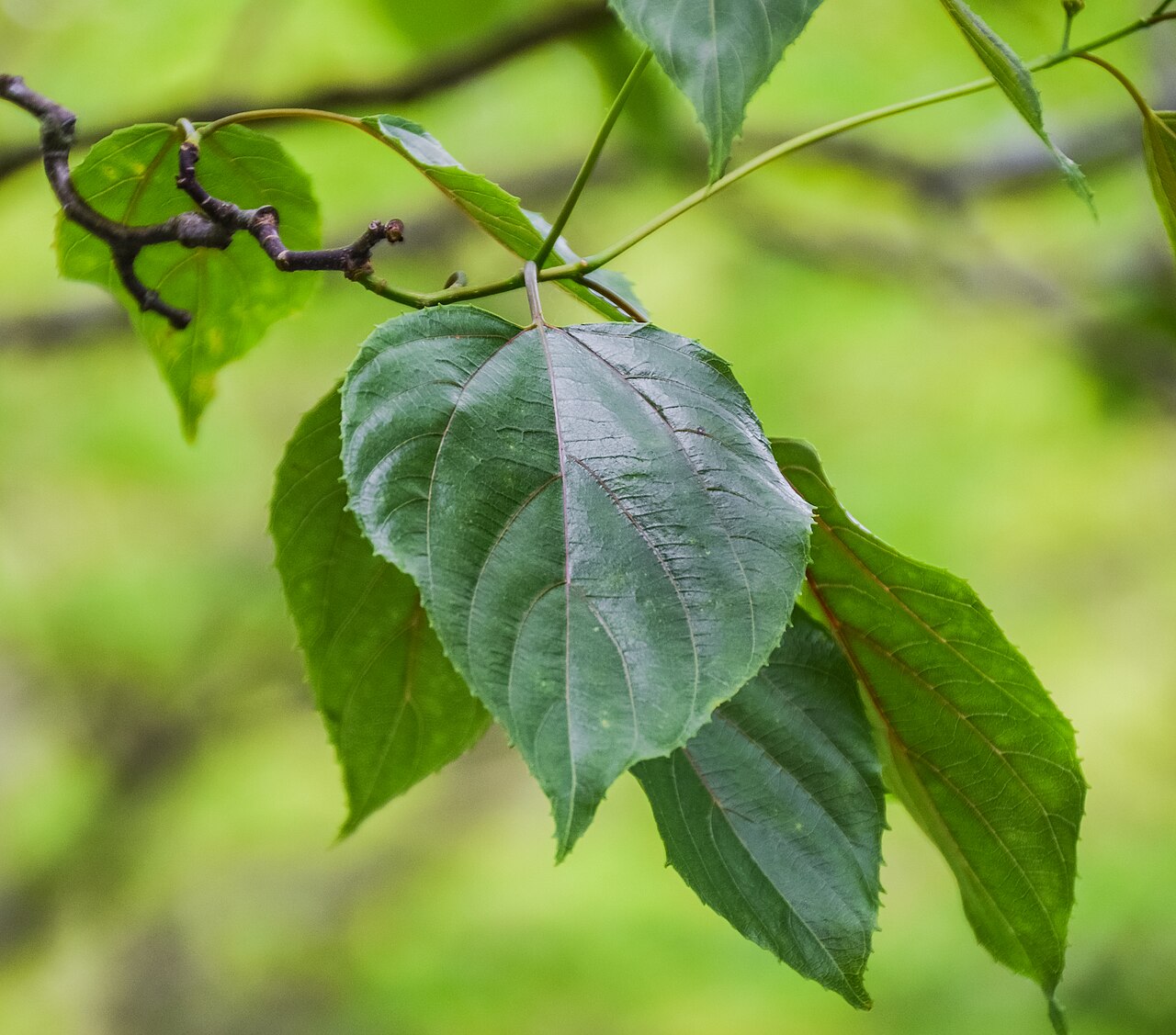 Chinese raisin tree: Hovenia acerba in Hackfalls Arboretum, Gisborne Region, New Zealand