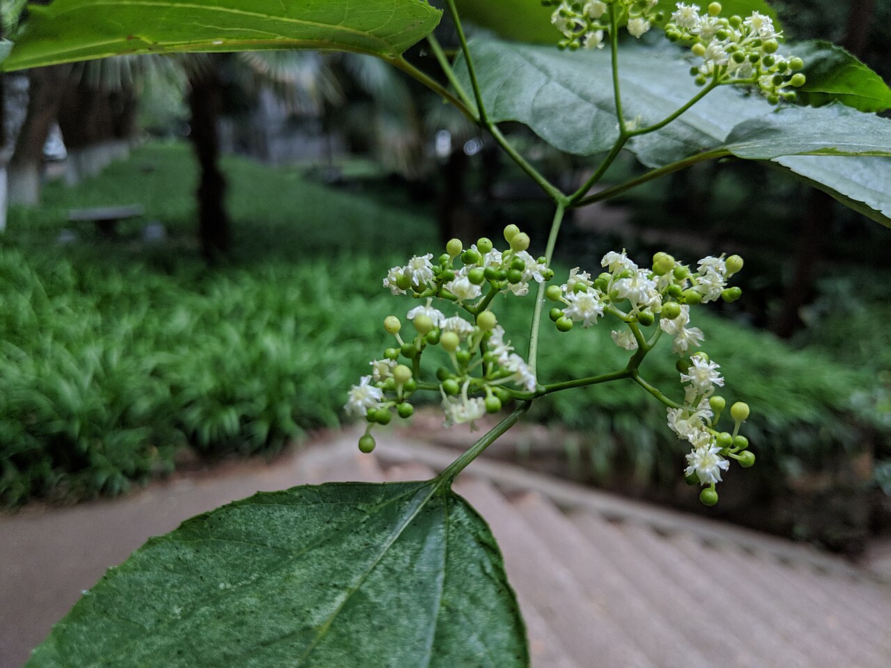 Chinese raisin tree: Hovenia acerba , photographed in Central China Normal University, Wuhan, Hubei Province, China