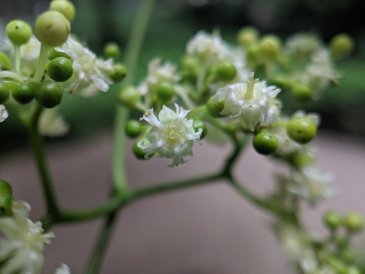 Chinese raisin tree: Hovenia acerba , photographed in Central China Normal University, Wuhan, Hubei Province, China
