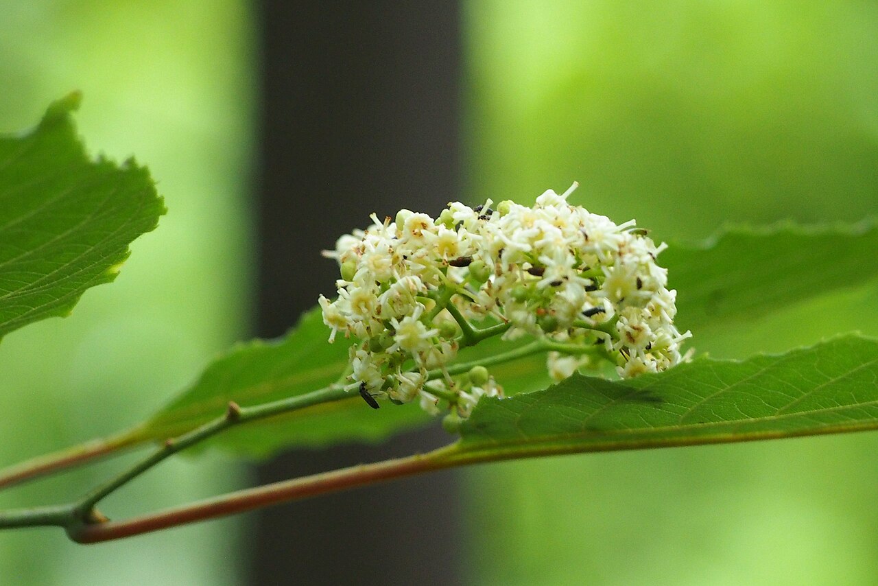 Chinese raisin tree: Hovenia acerba flowers, a tree cultivated in Wrocław University Botanical Garden, Wrocław, Poland.