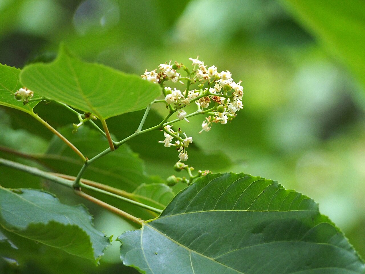 Chinese raisin tree: Hovenia acerba flowers, a tree cultivated in Wrocław University Botanical Garden, Wrocław, Poland.