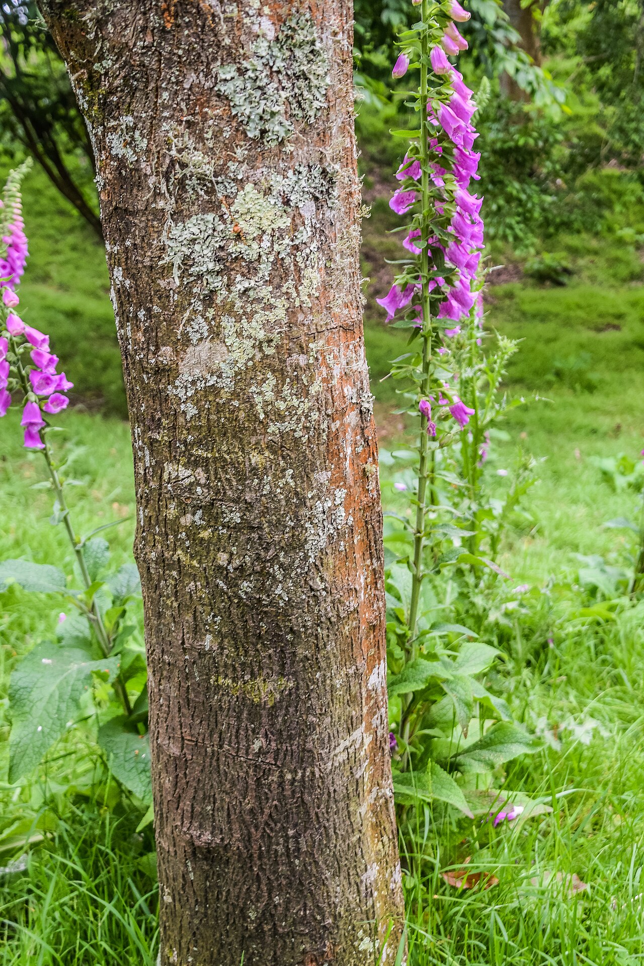 Chinese raisin tree: Hovenia acerba in Hackfalls Arboretum, Gisborne Region, New Zealand