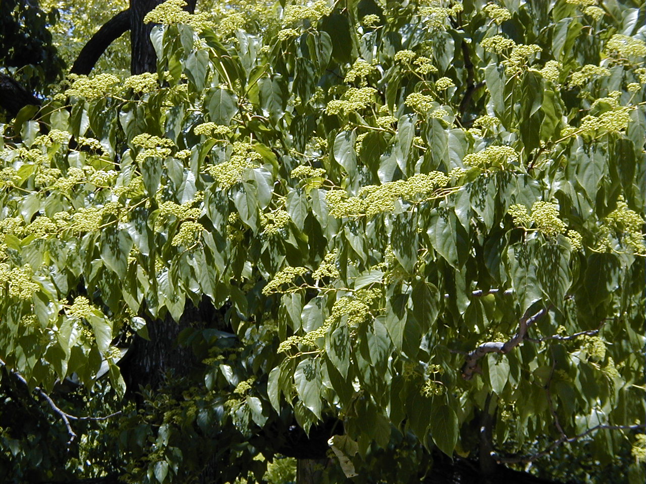 Japanese raisintree: Hovenia dulcis . Real Jardín Botánico, Madrid.