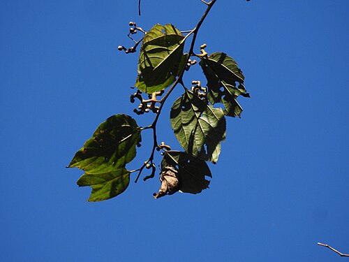 Japanese raisintree: Hovenia dulcis, called Chetia Bola in Assamese, in Namdapha National Park
