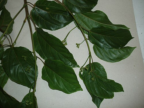 Japanese raisintree (Hovenia dulcis)