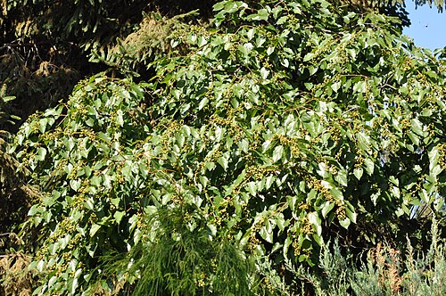 Japanese raisintree: Taken in Bathumi