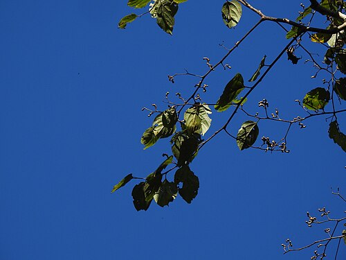 Japanese raisintree: Hovenia dulcis, called Chetia Bola in Assamese, in Namdapha National Park