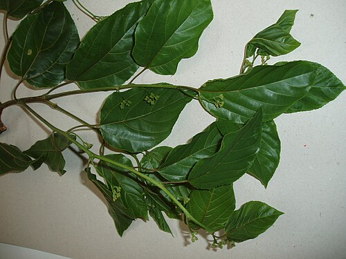 Japanese raisintree (Hovenia dulcis)