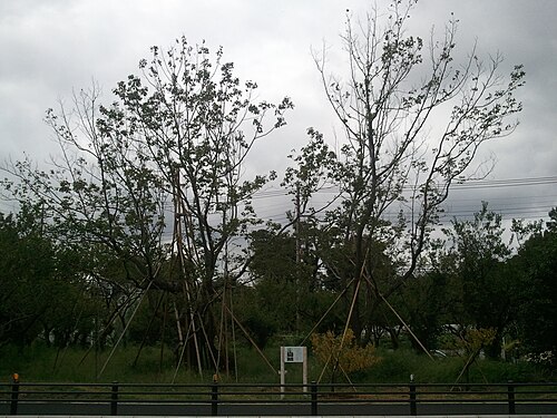 Japanese raisintree: Hovenia dulcis in Matsudo, Chiba
