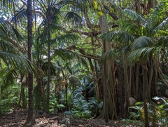 Kentia palm (Howea forsteriana)