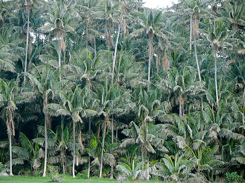 Kentia palm: Howea forsteriana Neds Beach, Lord Howe Island 4 June 2011