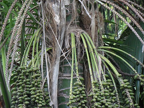 Kentia palm: Howea forsteriana Multiple 'hand' LordHowe Island 11June2011