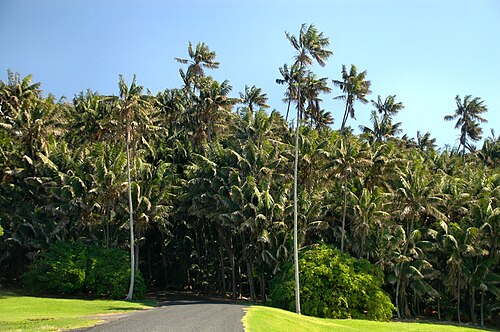 Kentia palm: Howea forsteriana in its natural range at Neds Beach, Lord Howe Island, Australia. Common Names : Kentia Palm, Sentry Palm, Thatch Palm