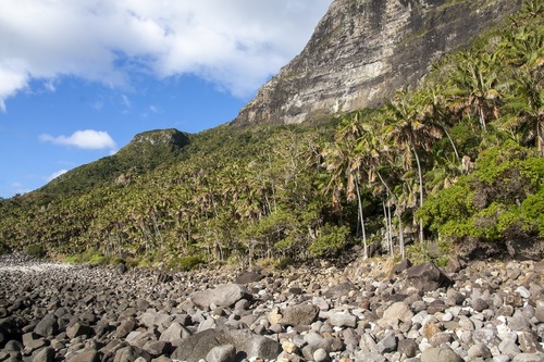 Kentia palm (Howea forsteriana)