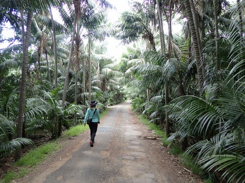 Kentia palm (Howea forsteriana)