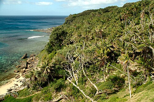 Kentia palm: Howea forsteriana in its natural range at Middle Beach, Lord Howe Island.