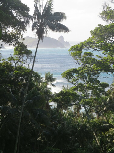 Kentia palm (Howea forsteriana)