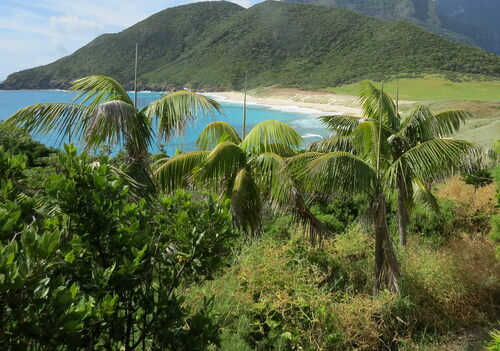 Kentia palm (Howea forsteriana)
