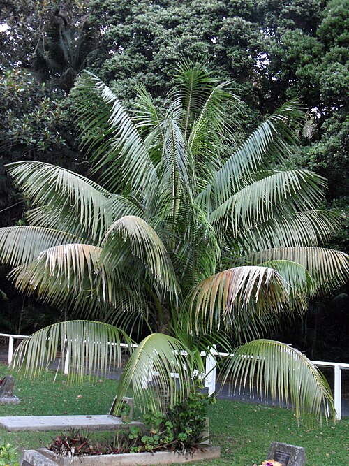 Kentia palm: Howea forsteriana , Cemetery, Neds Beach, Lord Howe Island 4 June 2011