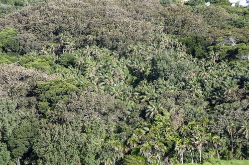 Kentia palm (Howea forsteriana)