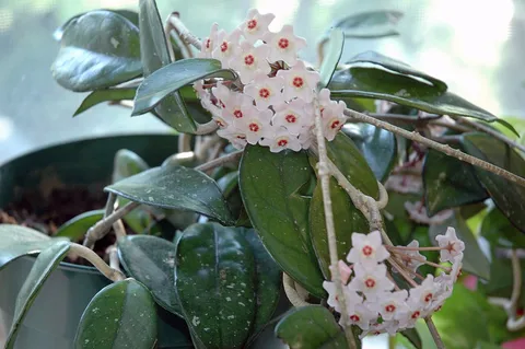 Wax plant: Hoya Carnosa