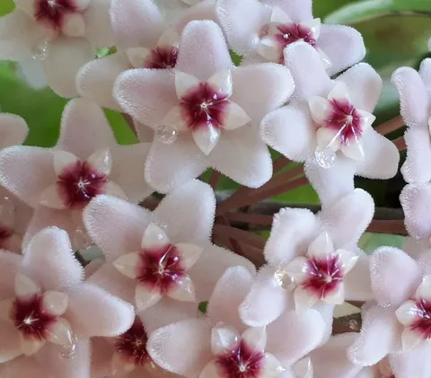 Wax plant (Hoya carnosa)