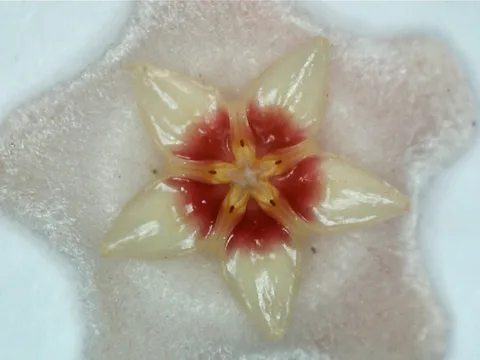 Wax plant: Ampliação de uma das flores