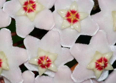 Wax plant: Kwiaty Hoya carnosa