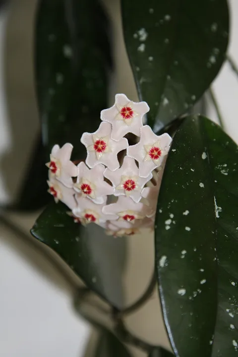 Wax plant: derzeit blühende Hoya carnosa , im Topf kultiviert.