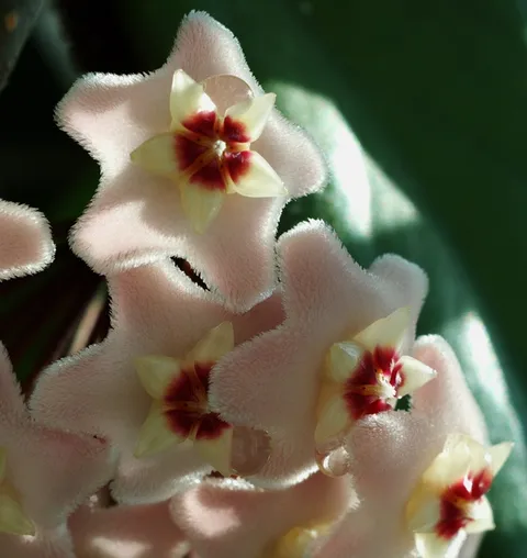 Wax plant: Kwiaty Hoya carnosa
