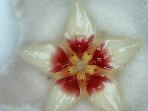 Wax plant: Ampliação de uma das flores