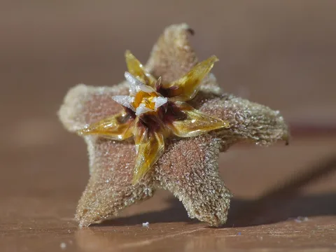 Wax plant: These flowers die and fall off if they are not pollinated.