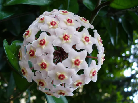 Wax plant: That's an amazing flower, named Hoya Carnosa... It's just so perfect that seems a fake!