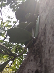 Hoya kerrii (Hoya kerrii)