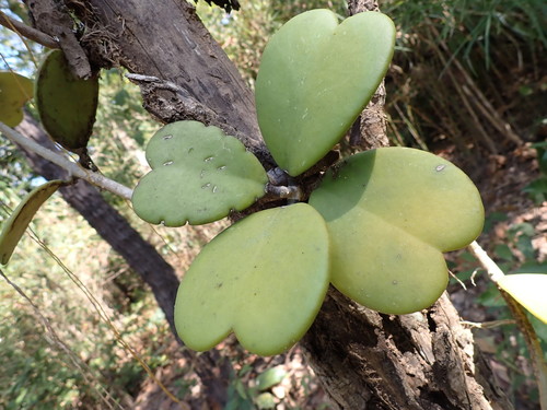 Hoya kerrii (Hoya kerrii)