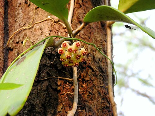 Hoya kerrii (Hoya kerrii)
