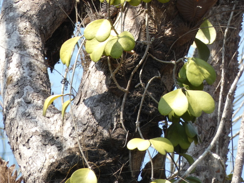 Hoya kerrii (Hoya kerrii)
