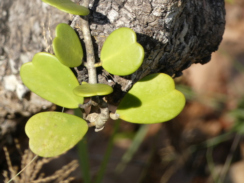 Hoya kerrii (Hoya kerrii)