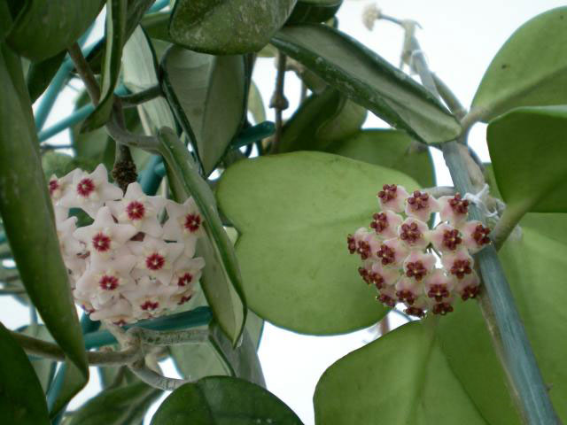 Hoya kerrii: Hoya kerrii