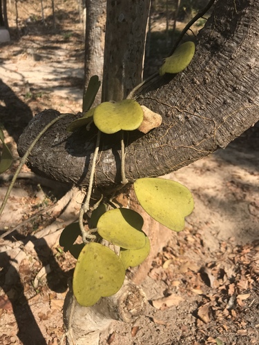 Hoya kerrii (Hoya kerrii)