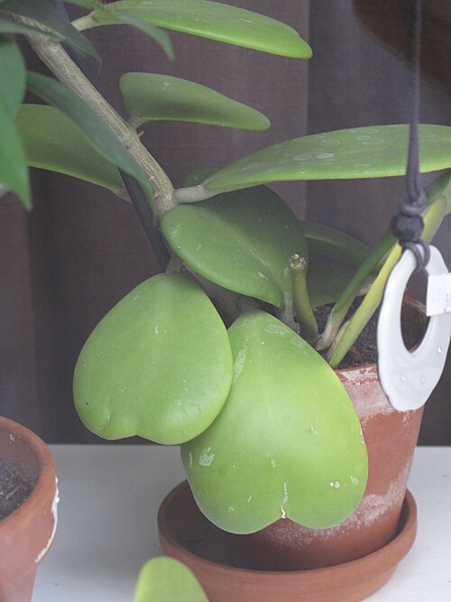 Hoya kerrii: Hoya kerrii with stems. It shows how heart-shaped leaves grow on the stems.